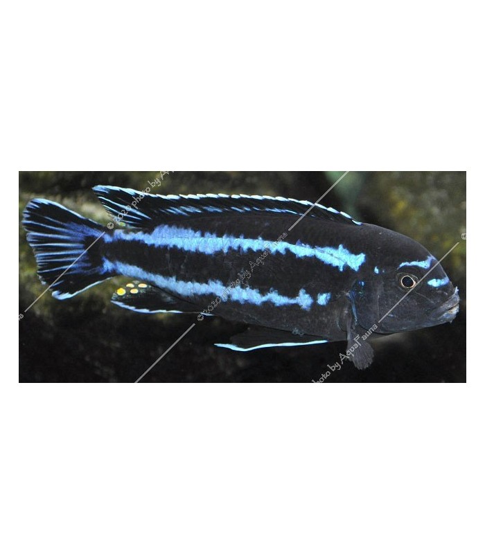 Pseudotropheus johannii - Indigó sügér