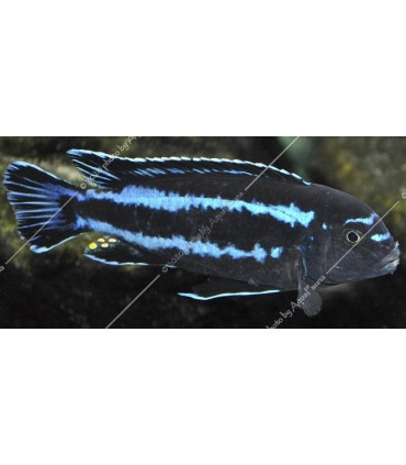 Pseudotropheus johannii - Indigó sügér