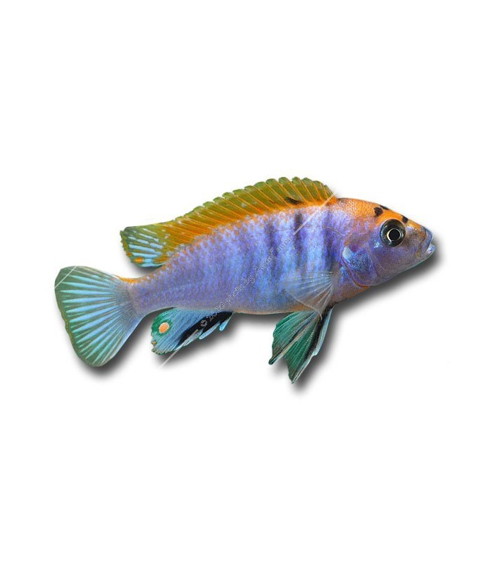 Labidochromis sp. hongi "Red"