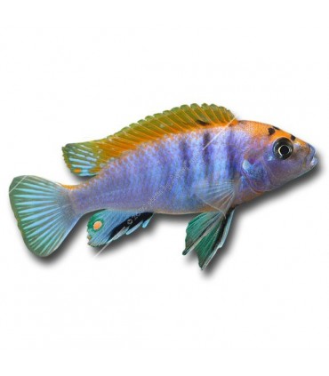 Labidochromis sp. hongi "Red"