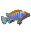 Labidochromis sp. hongi "Red"