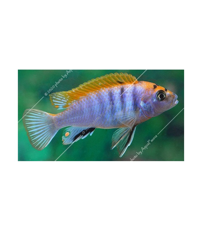Labidochromis sp. hongi "Red"