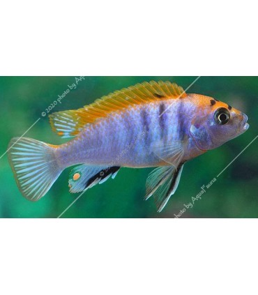 Labidochromis sp. hongi "Red"