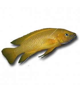 Neolamprologus leleupi - Citromsügér