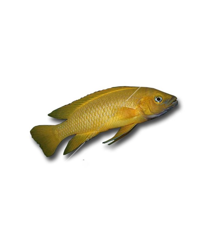 Neolamprologus leleupi - Citromsügér
