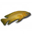 Neolamprologus leleupi - Citromsügér