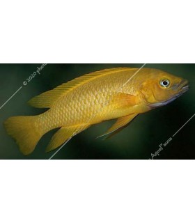 Neolamprologus leleupi - Citromsügér