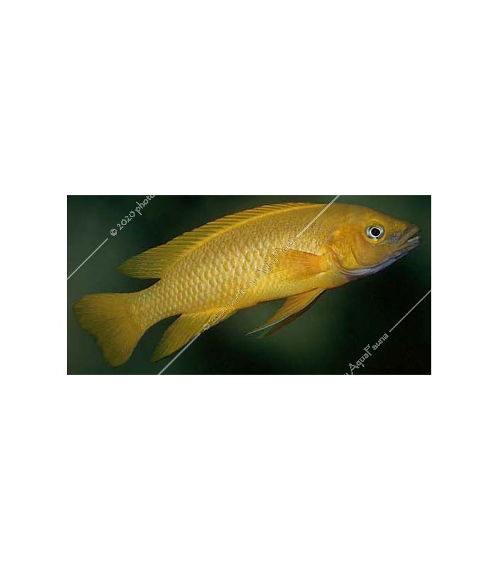 Neolamprologus leleupi - Citromsügér