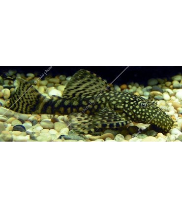 Ancistrus sp. L (8-10 cm)