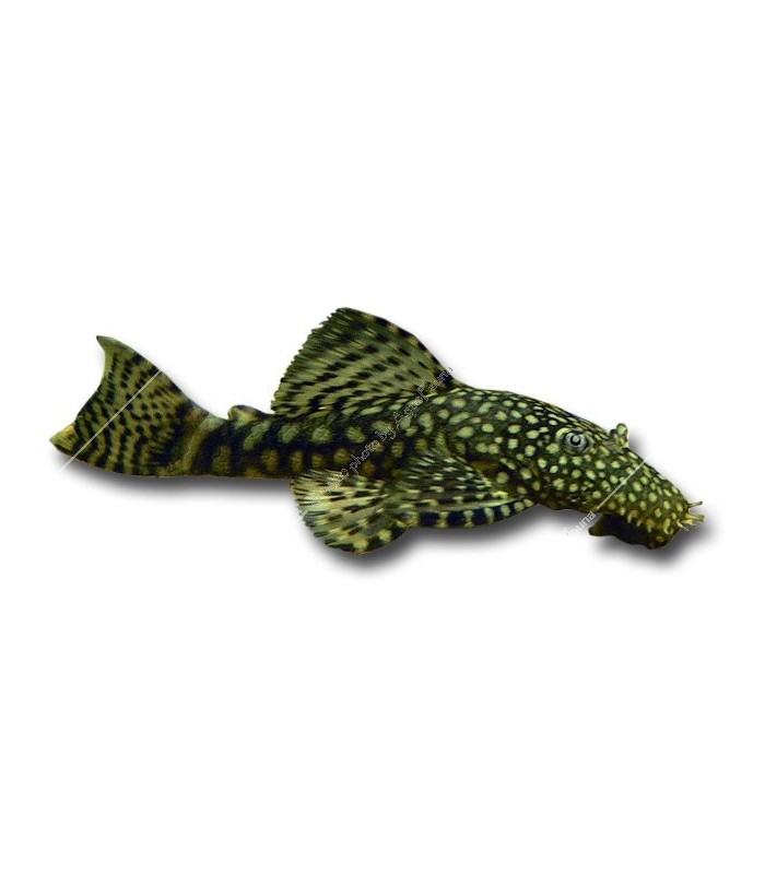 Ancistrus sp. M (6-8 cm)