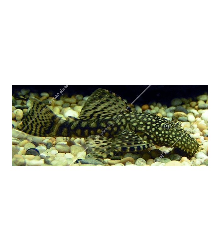 Ancistrus sp. M (6-8 cm)