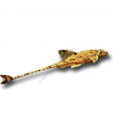 Dasyloricaria filamentosa - Lorikária