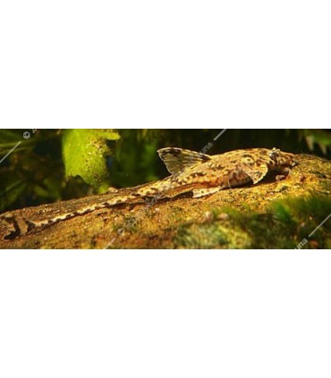 Dasyloricaria filamentosa - Lorikária