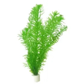 Elodea densa