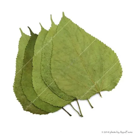 Eperfa levél - 5 db / csomag