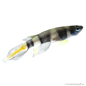 Epiplatys annulatus - Gyűrűs bohóccsuka