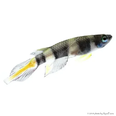 Epiplatys annulatus - Gyűrűs bohóccsuka