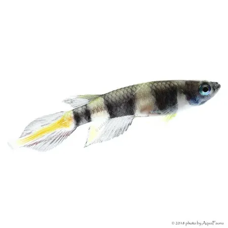 Epiplatys annulatus - Gyűrűs bohóccsuka