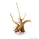 Finger-gyökér nano dekorfa (10-20 cm) (Spiderwood, Red moor) / db