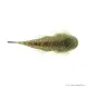 Gastromyzon punctulatus - Palacsinta algázó