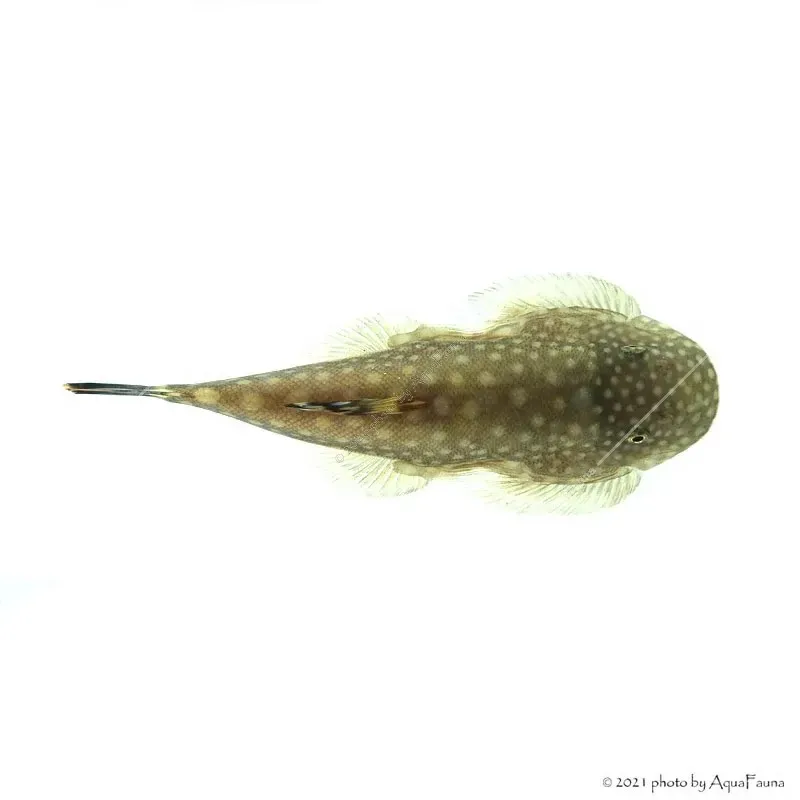 Gastromyzon punctulatus - Palacsinta algázó