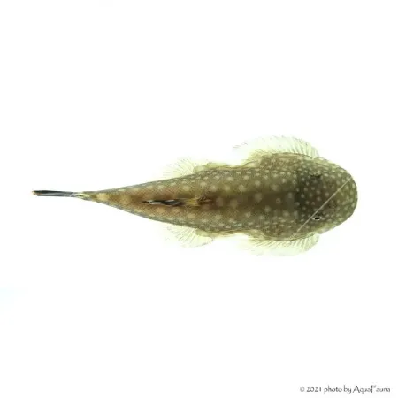 Gastromyzon punctulatus - Palacsinta algázó