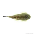 Gastromyzon punctulatus - Palacsinta algázó