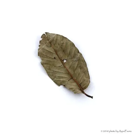 Guava levél - 10 db / csomag