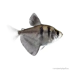 Gymnocorymbus ternetzi - Fekete tetra
