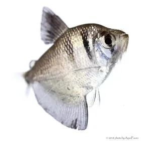 Gymnocorymbus ternetzi - Fekete tetra