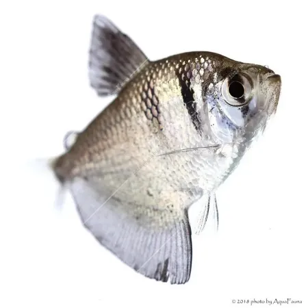 Gymnocorymbus ternetzi - Fekete tetra