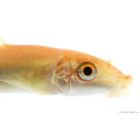 Gyrinocheilus aymonieri - Arany aymonieri - Moszatevő márna