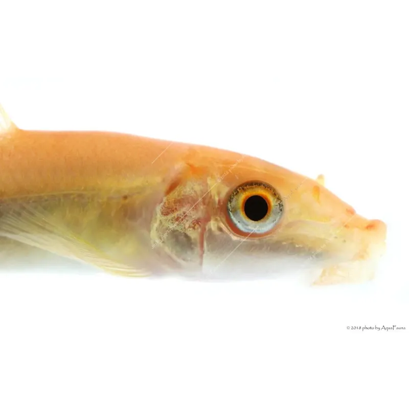 Gyrinocheilus aymonieri - Arany aymonieri - Moszatevő márna