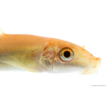 Gyrinocheilus aymonieri - Arany aymonieri - Moszatevő márna