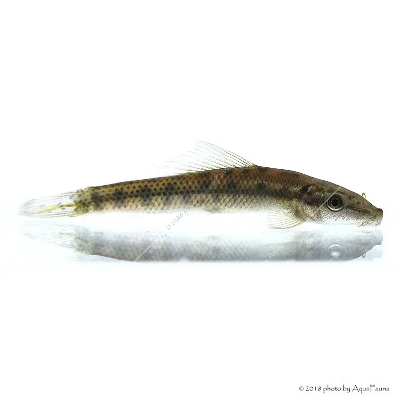 Gyrinocheilus aymonieri - Aymonieri - Moszatevő márna