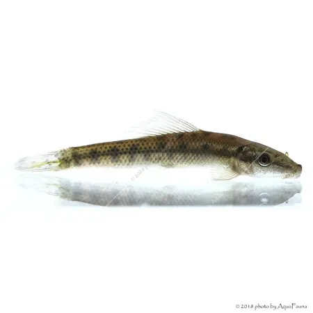 Gyrinocheilus aymonieri - Aymonieri - Moszatevő márna
