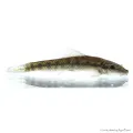 Gyrinocheilus aymonieri - Aymonieri - Moszatevő márna