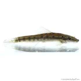 Gyrinocheilus aymonieri - Aymonieri - Moszatevő márna