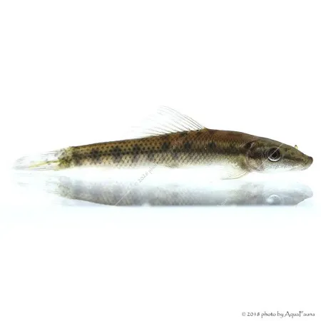 Gyrinocheilus aymonieri - Aymonieri - Moszatevő márna