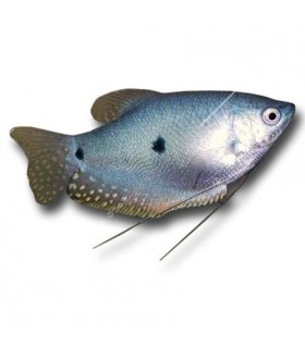 Trichogaster trichopterus - Kék gurámi