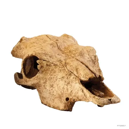 Hagen Exo Terra Buffalo Skull - bölény koponya formájú búvóhely terrariumba (13x9x24 cm)