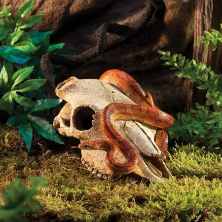 Hagen Exo Terra Buffalo Skull - bölény koponya formájú búvóhely terrariumba (13x9x24 cm)
