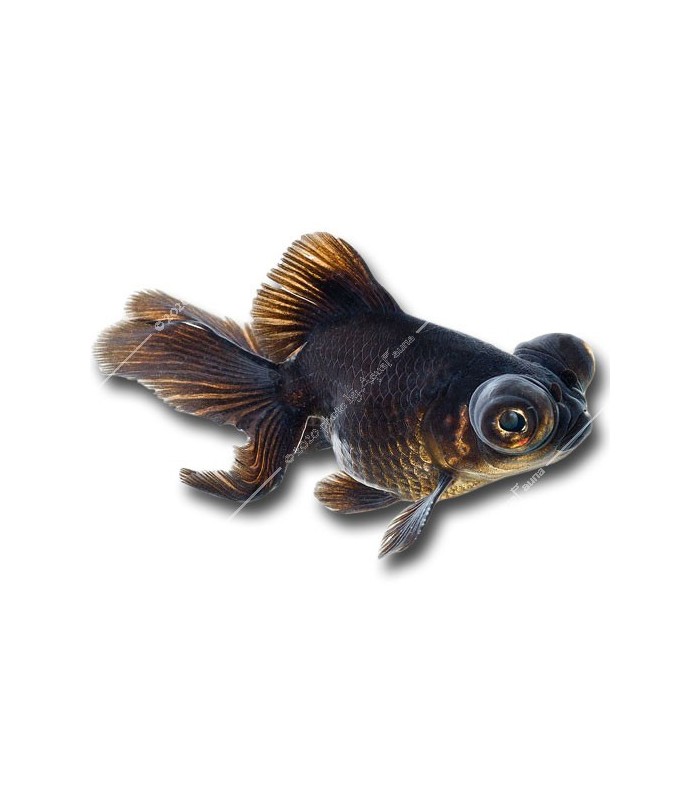 Carassius auratus - Aranyhal, fekete teleszkóp szemű