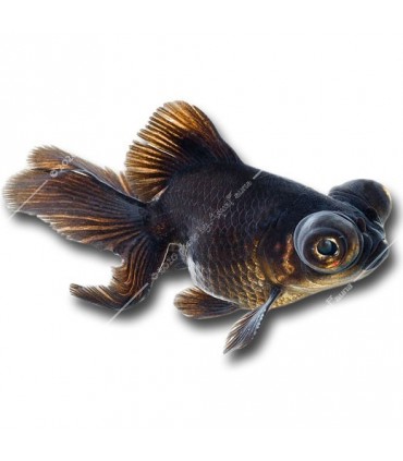 Carassius auratus - Aranyhal, fekete teleszkóp szemű