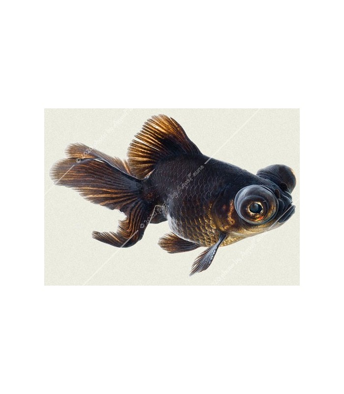 Carassius auratus - Aranyhal, fekete teleszkóp szemű