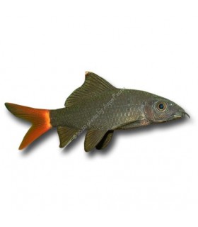 Labeo bicolor - Stendhal hal