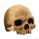 Hagen Exo Terra Primate Skull - koponya formájú búvóhely terráriumokba (12 cm)