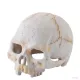 Hagen Exo Terra Primate Skull Small - koponya formájú búvóhely terráriumokba