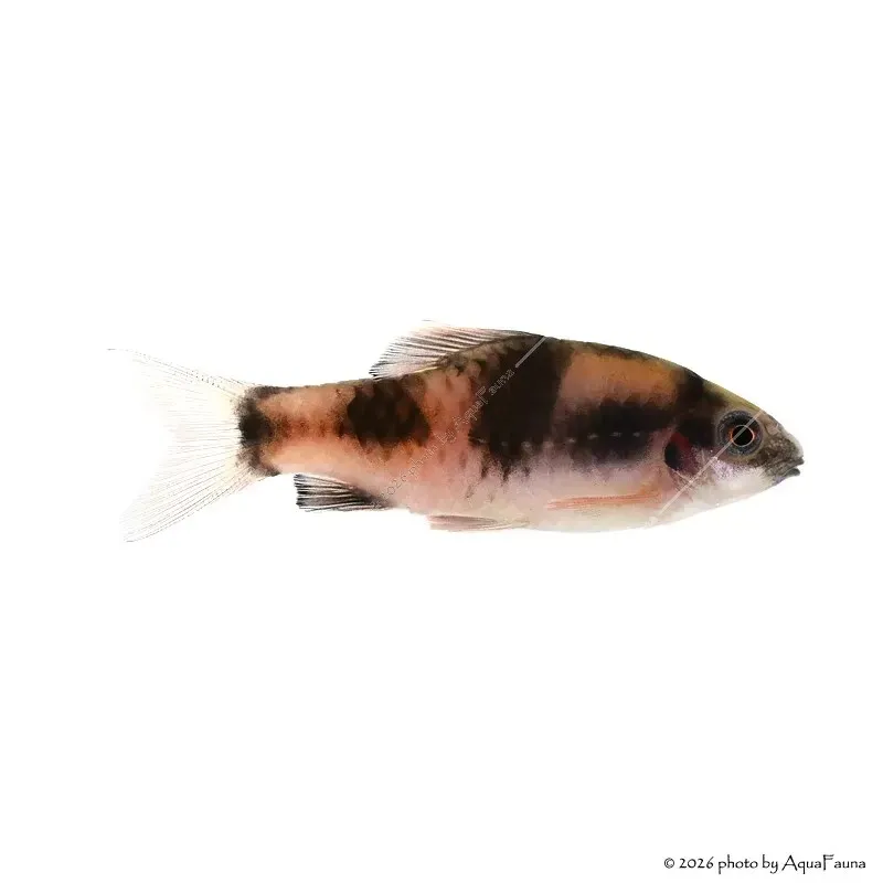 Haludaria fasciata - Panda márna