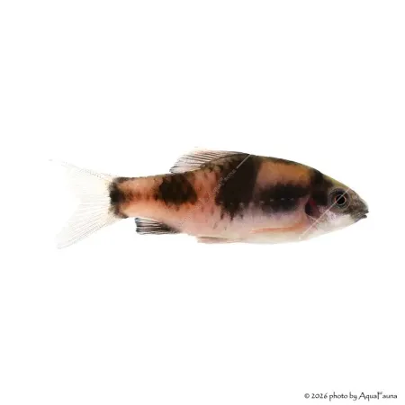 Haludaria fasciata - Panda márna